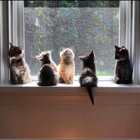 Meet your Posher, Serra - Picture 1 of 1